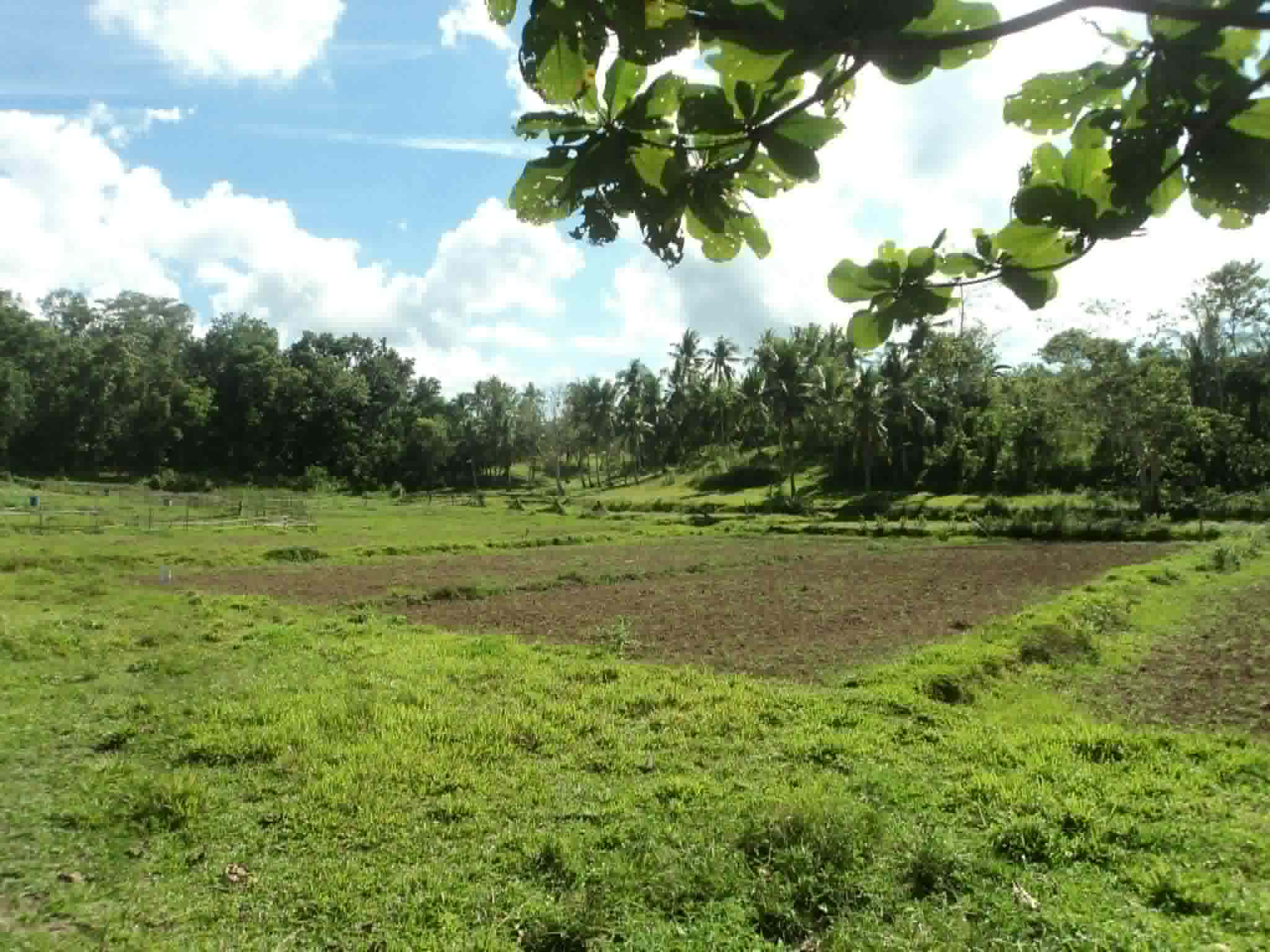 RICE PRODUCTION AREA