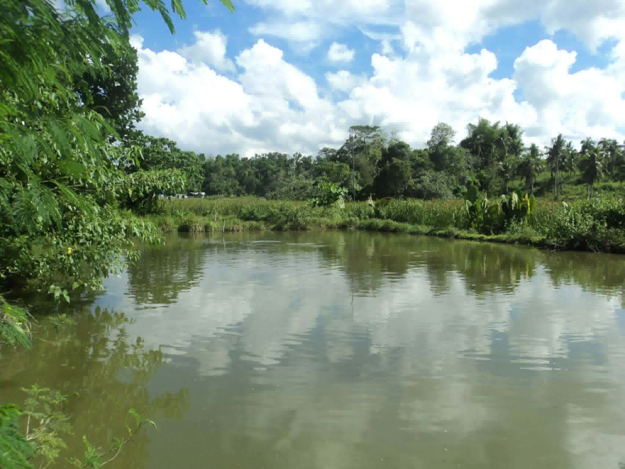 TILAPIA FISHPOND