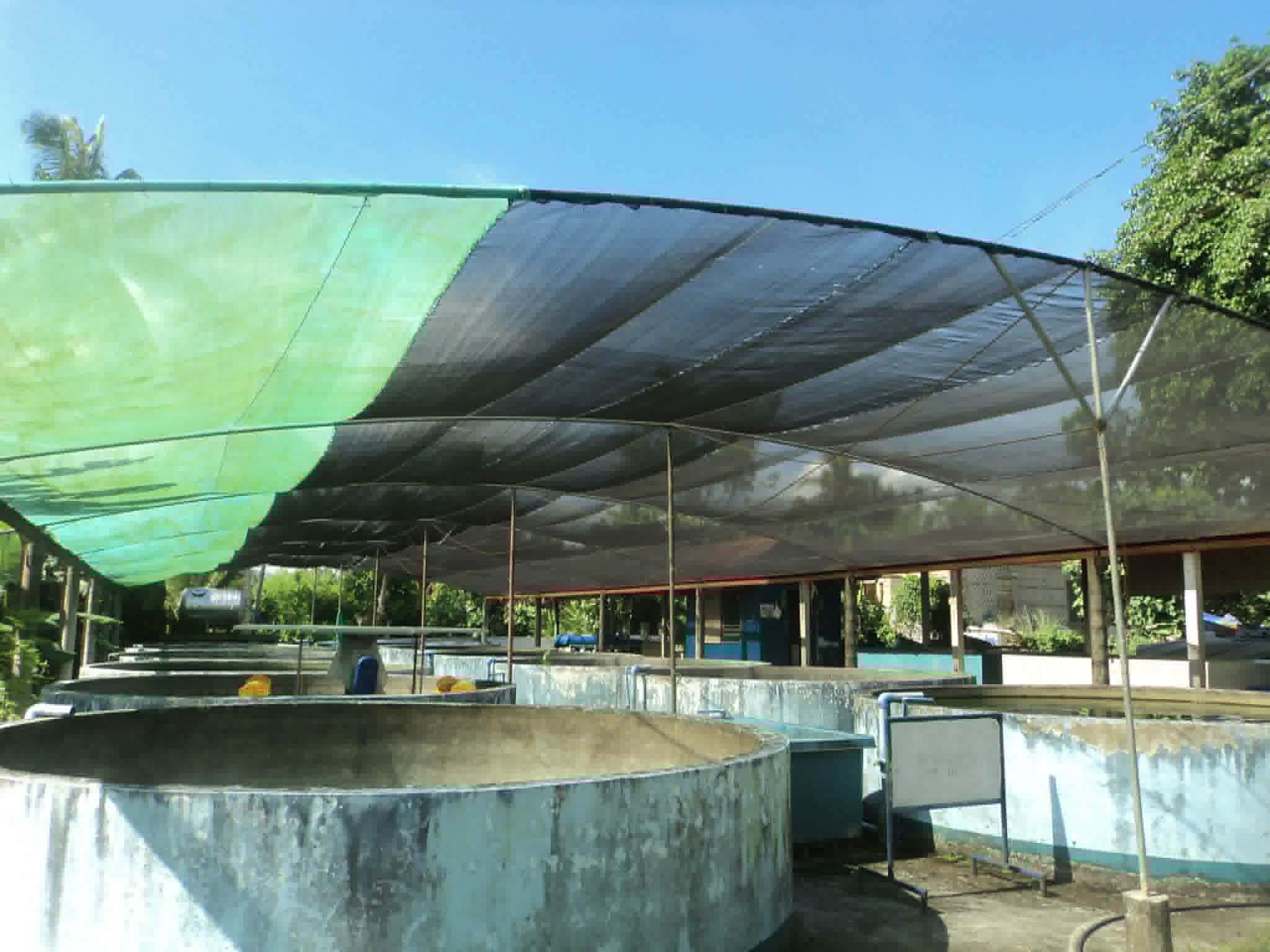 TILAPIA HATCHERY